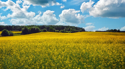 Obraz premium Beautiful landscape with field of yellow canola or rapeseed flowers and blue cloudy sky. Brassica napus. Springtime.