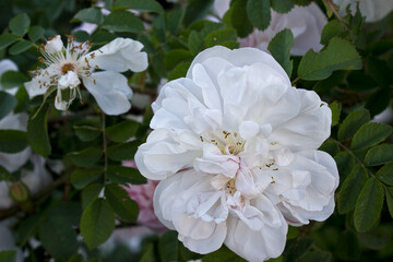 Obraz premium white rose on a bush in close-up. A blooming rose bush in the garden