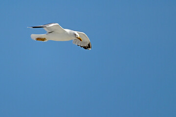 Mittelmeerm&ouml;we // Yellow-legged gull (Larus michahellis) - Greece