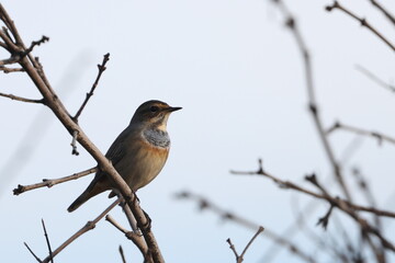 Bluethroat bird among the branches