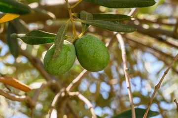 The sun rays twinkle in the garden with an olive tree