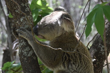 An adorable cute and fluffy koala bear in the wild yawning, sleeping and winking from a tree on Magnetic Island in Australia