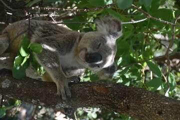 An adorable cute and fluffy koala bear in the wild yawning, sleeping and winking from a tree on Magnetic Island in Australia