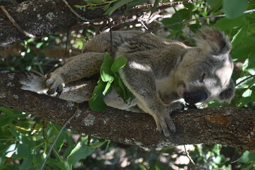 An adorable cute and fluffy koala bear in the wild yawning, sleeping and winking from a tree on Magnetic Island in Australia