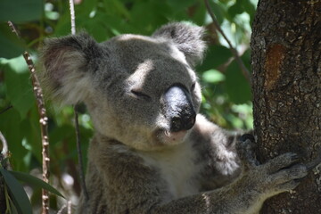 An adorable cute and fluffy koala bear in the wild yawning, sleeping and winking from a tree on Magnetic Island in Australia