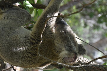 An adorable cute and fluffy koala bear in the wild yawning, sleeping and winking from a tree on Magnetic Island in Australia