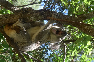 An adorable cute and fluffy koala bear in the wild yawning, sleeping and winking from a tree on Magnetic Island in Australia