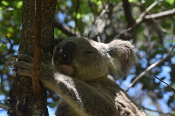 An adorable cute and fluffy koala bear in the wild yawning, sleeping and winking from a tree on Magnetic Island in Australia © ChrisOvergaard