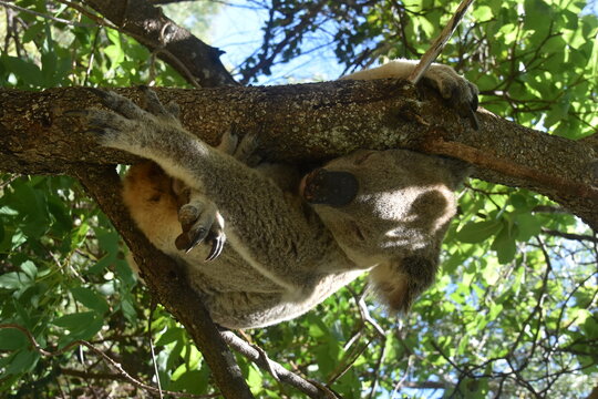 An adorable cute and fluffy koala bear in the wild yawning, sleeping and winking from a tree on Magnetic Island in Australia