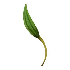 Watercolor illustration of a single green leaf with a brown stem.