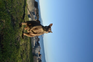 An incredibly cute fluffy wallaby posing on Magnetic island in Australia