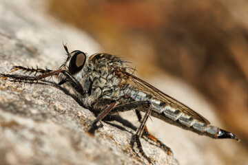 Primer plano de mosca asesina asilidae, posada en roca, Alcoy, España