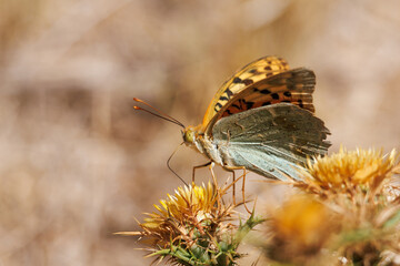 Perfil de mariposa Argynnis pandora donde se pueden apreciar sus venas en las alas, Alcoy, España
