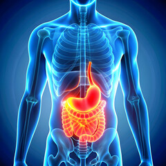 human stomach pain 3d rendered illustration