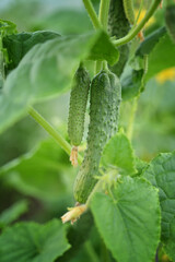 Organic cucumbers cultivation. Closeup of fresh green vegetables ripening in glasshouse