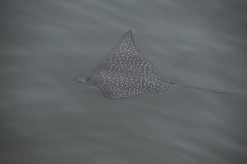 A spotted sting ray swimming in a lagoon