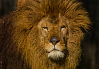 Lions, known as the kings of the earth in the wild, look scary with their large heads. This lion in the Kalahari desert looks scary with its majesty.