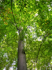 Fototapeta premium beech tree