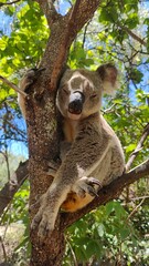 A sleeping koala bear
