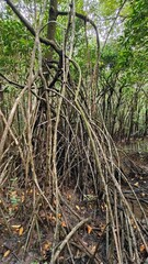 The green and lush vegetation in the ancient Daintree Rainforest of Queensland, Australia