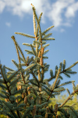 Czubek wierzchołek sosny na tle nieba małe szyszki na gałęziach. © Monika