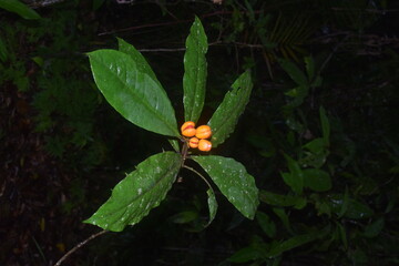 Unique plants growing in the lush Daintree Rainforest in Queensland, Australia