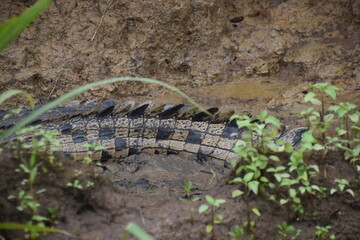 Close up of a crocodile tail in the daintree rainforest in Queensland, Australia