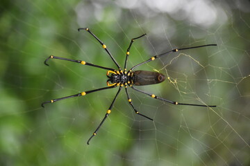 Close up of large black and yellow australian spiders in a web