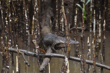 A cute baby crocodile in the Daintree rainforest in Queensland, australia