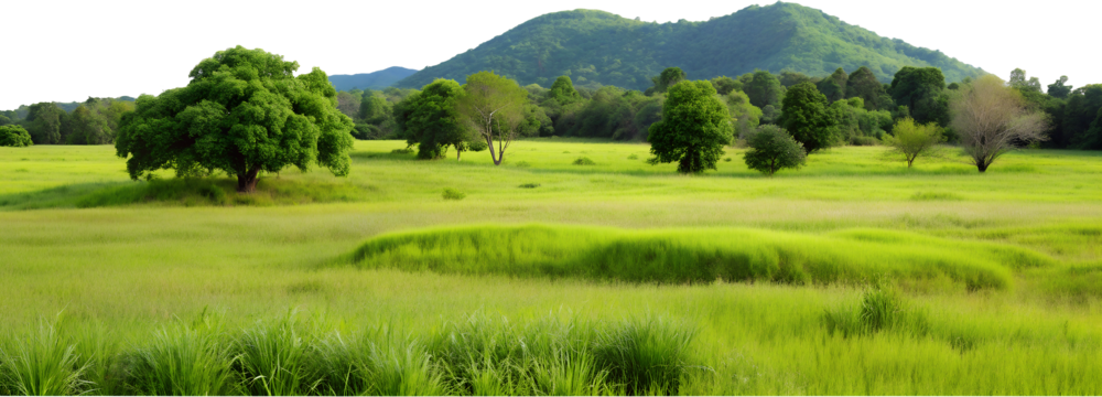 Tranquil green hills with lush grass, isolated against transparent background