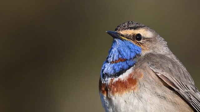 Bluethroat, Luscinia svecica