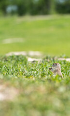 Badlands South Dakota Prairie Dog standing on haunches, holding food in hand looking off into the distance hiding in grass