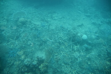 Underwater photos of the dead corals at the Great Barrier Reef in Australia 