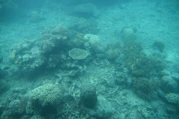 Underwater photos of the dead corals at the Great Barrier Reef in Australia 