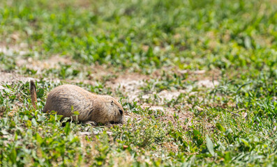 Badlands South Dakota small Prairie Dog running along the grass looking for food