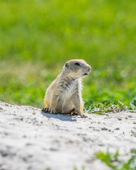 Badlands South Dakota Prairie Dog looking around with a concerned look on its face