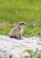 Badlands South Dakota Prairie Dog looking around curious portrait