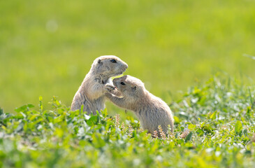 Badlands South Dakota Prairie Dogs grooming each other standing up and kissing funny