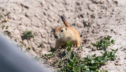 Badlands South Dakota small Prairie Dog close up in the dirt looking around macro