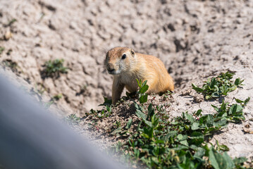 Badlands South Dakota Prairie Dog close up in the dirt looking around close up 