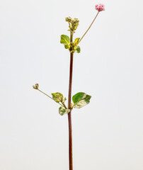 Pink flower and green leaves growing punarnava plant (boerhavia repens) isolated on white, commonly known as spreading hog weed and red spiderling. 