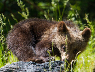 Wild bear in Romania