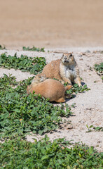 Badlands South Dakota Prairie Dogs playing near a burrow