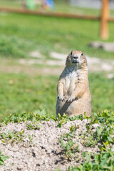 Badlands South Dakota Prairie Dog standing on its haunches looking serious at the camera