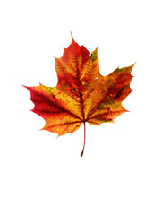 Fototapeta premium Red autumn maple leaf, imperfect, natural,isolated, on white or transparent background.Graphical element for autumn design projects, for use in autumn seasonal announcements and commercials.