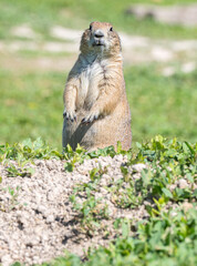 Badlands South Dakota Prairie Dog standing on its haunches looking directly at camera funny with serious look