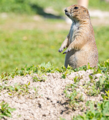 Badlands South Dakota Prairie Dog standing on its haunches looking around and alert