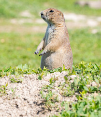 Badlands South Dakota Prairie Dog standing on its haunches looking alert near burrow close up