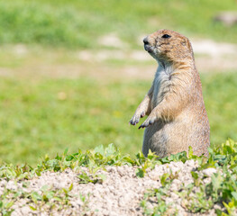 Badlands South Dakota Prairie Dog standing on its haunches looking alert near burrow