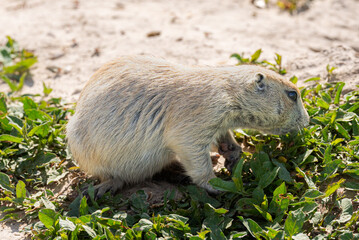 Badlands South Dakota Prairie Dog close up full body searching for food in the grass
